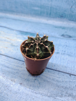 Gymnocalycium Friedrichii (Гимнокалициум)