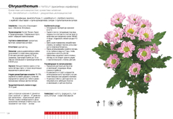 Цветы в срезке от A до Z. Часть 1 (A-G). Каталог-справочник