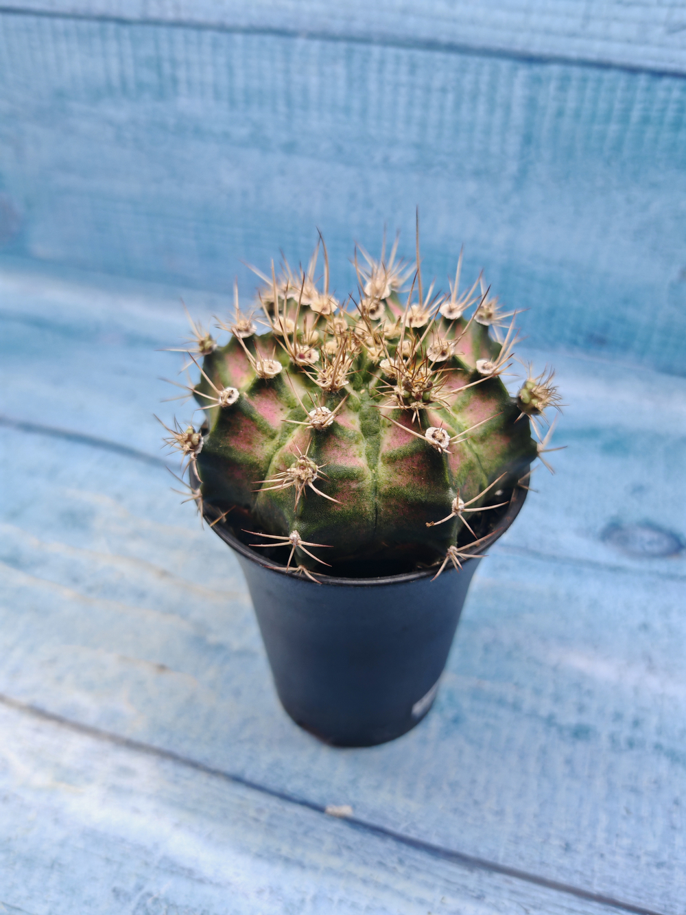 Gymnocalycium T-Rex Pink hybride (Гимнокалициум T-rex)