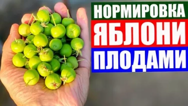 Нормирование урожая яблони и груши: как удалять лишние завязи для крупных и сладких плодов