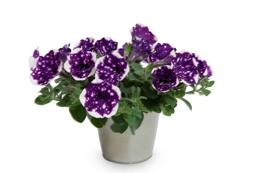 Alpetunia glacier sky