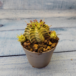 Euphorbia meloformis f. Variegated (Эуфорбия вариегатная)