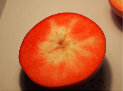 Яблоня традиционная красномясная (среднерослая 54-118, ММ 106) Бакран