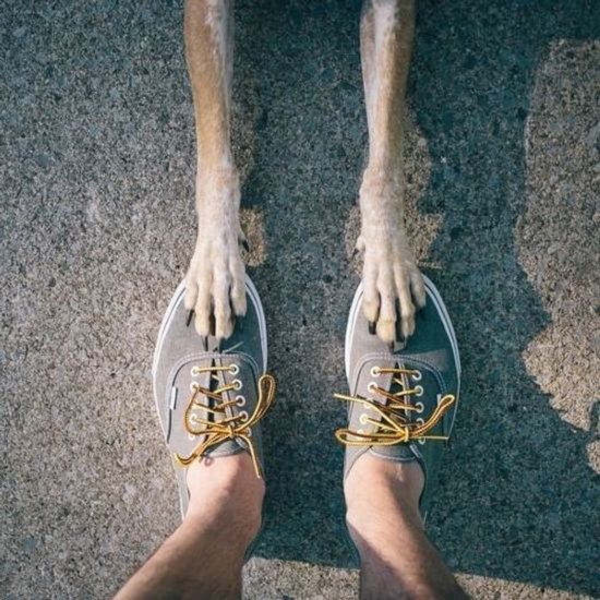 Летний уход за лапами собаки