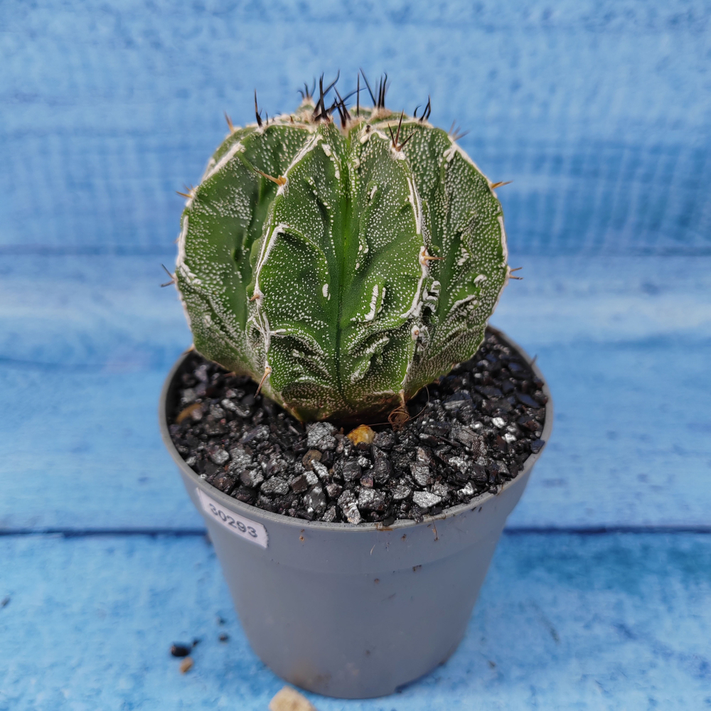 Astrophytum Myriostigma cv. Fukuryu (Астрофитум)
