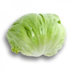 УМБРИНАС семена салата айсберг (Rijk Zwaan / ALEXAGRO)