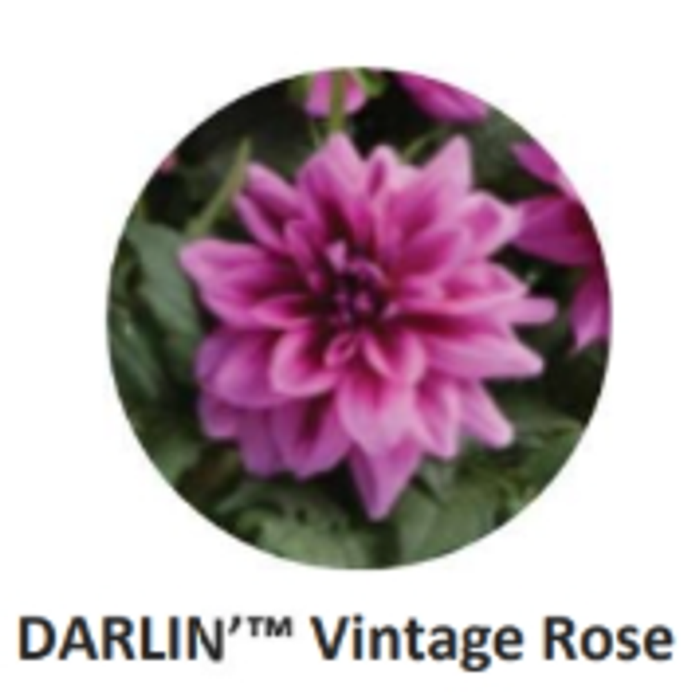 ЕВРО Георгина Darlin Vintage Rose укорененный ЕВРО черенок НАЧАЛО ЯНВАРЯ поставка 5