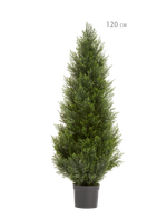 Туя Брабант пушистая уличная