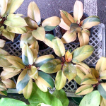 Филодендрон BLACK CARDINAL N2