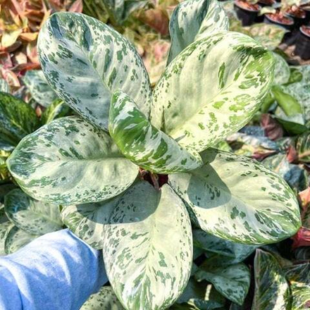 Аглаонема WOODY / DONATELLO