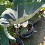 Колоказия BLUE SUBMARINE