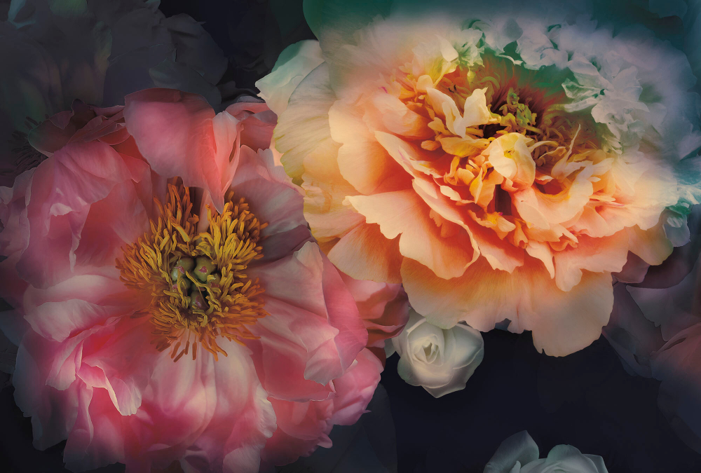 Коллекция Flower Dreams