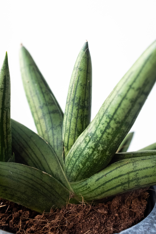 Сансевиерия Дабл Бонселенсис