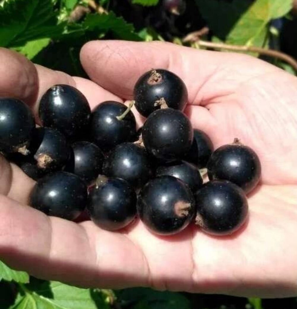 Смородина черная Память Вавилова