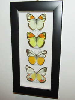 Бабочки Белянки в рамке