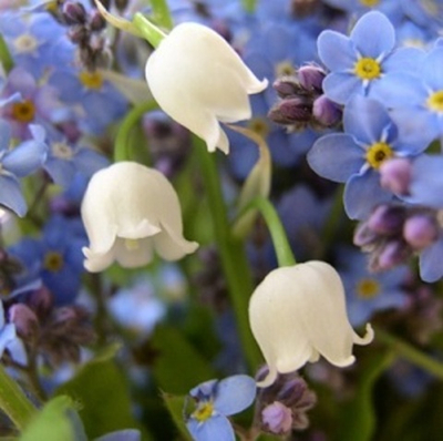 БУРЖЕНАЛЬ® (Bourgeonal® Givaudan)