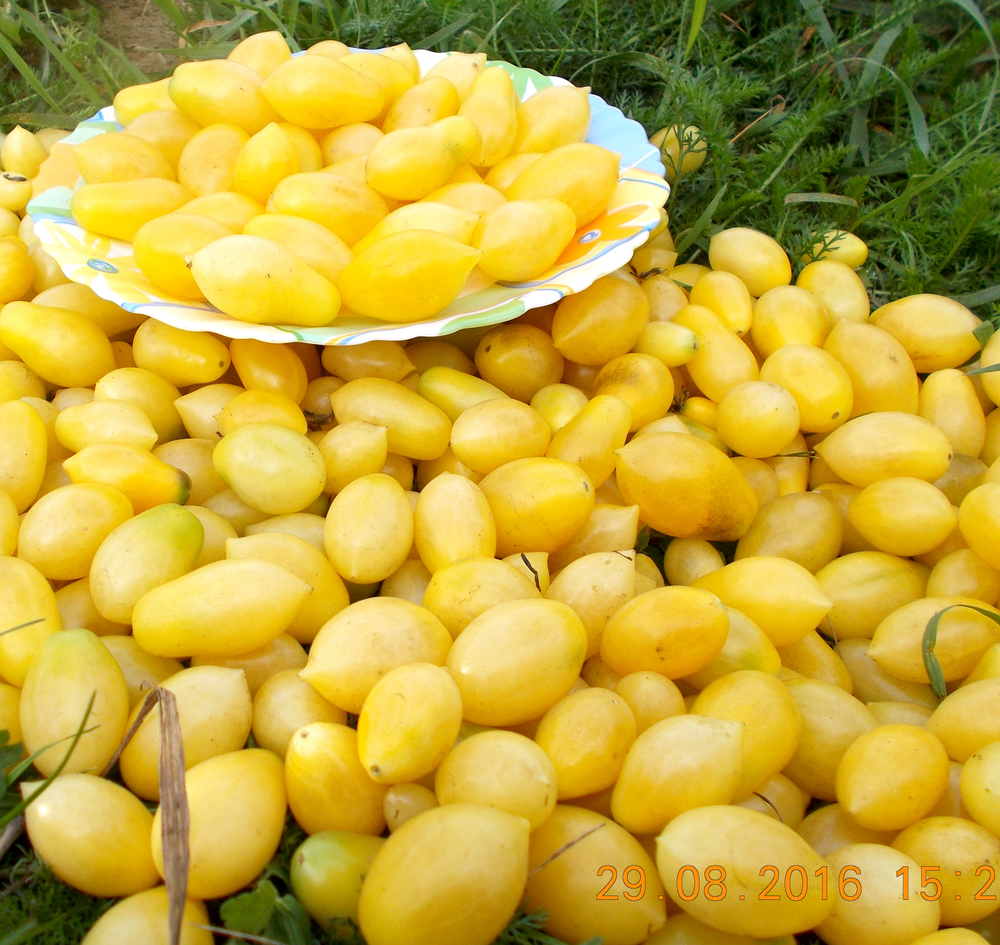 Помидоры Черри Сумасшедшие Ягоды - Bаrry’s Crazy Cherry Tomato