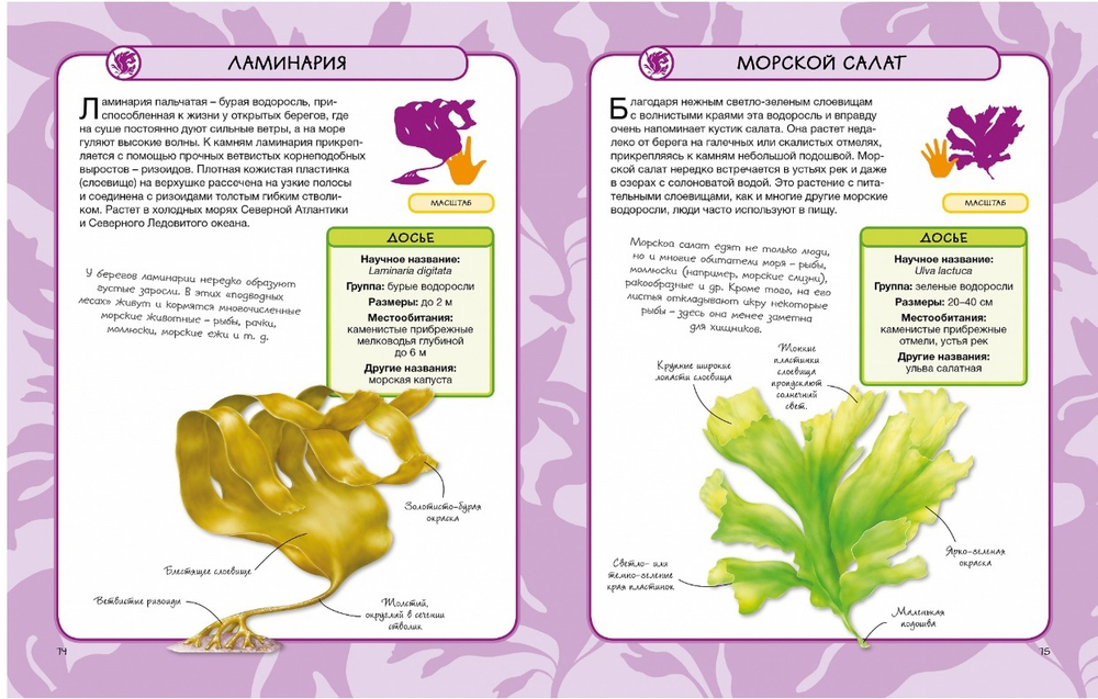 Животные и растения моря