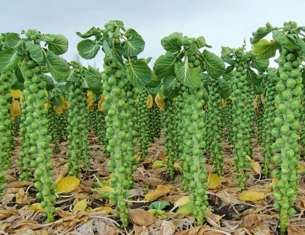 Такой полезный бельгийский бутан! Брюссельская капуста при диабете…