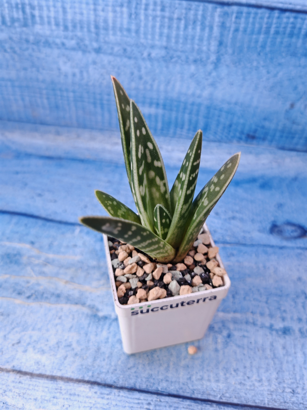 Aloe Variagata