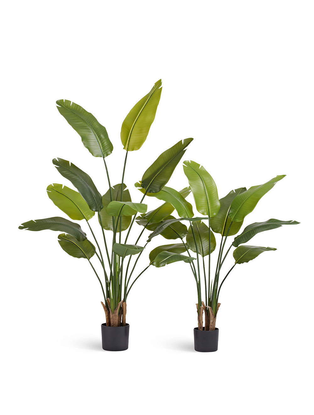 Стрелиция New Style (Sensitive Botanic) 110 см
