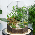 Готовый флорариум бонсай Японский вяз Бонсариум XL