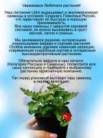 Вербена Ванесса Индиго полуампельная