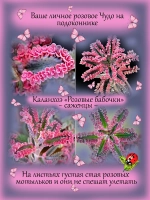 Каланхоэ Розовые бабочки