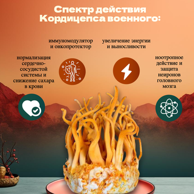 Кордицепс военный (Cordyceps militaris)