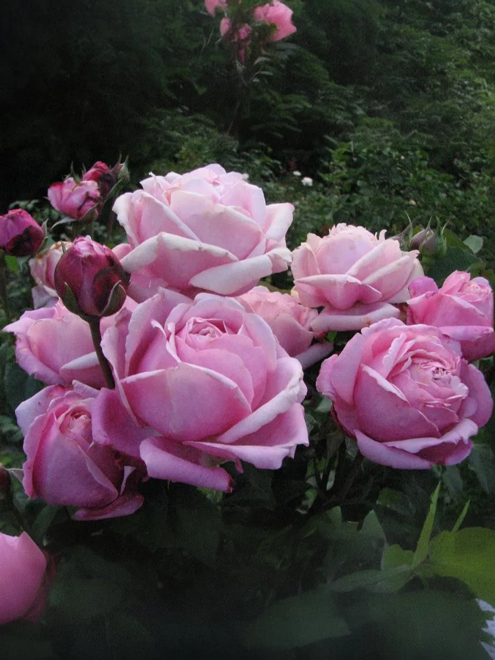 Роза шраб Дитэр Мюллер