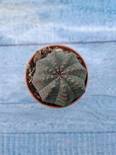 Euphoria Obesa (Эуфорбия)