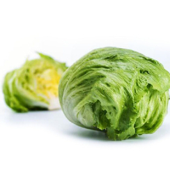 Чаконера F1 семена салата айсберг (Vilmorin / Вильморин)