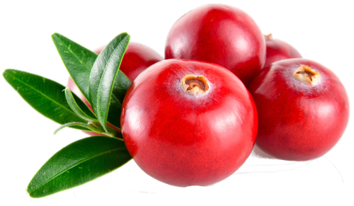 Основа для морса Брусника