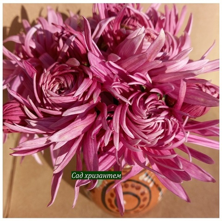 Хризантема домашняя крученная нежно розовая     (отгрузка Май)