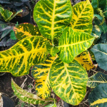 Кротон PRINCESS ANNA