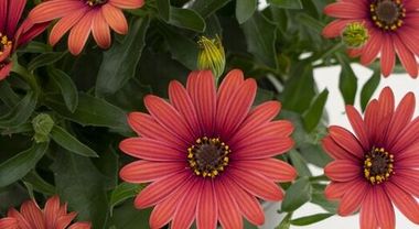 27114 Остеоспермум FL Red '21 (Весна 2026)