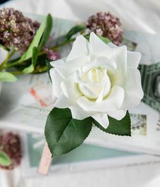 Роза цвета слоновая кость в черной вазе, Cote Noire