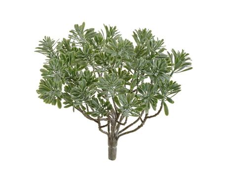 Дасти Миллер серо-зелёный припылённый куст 15 см