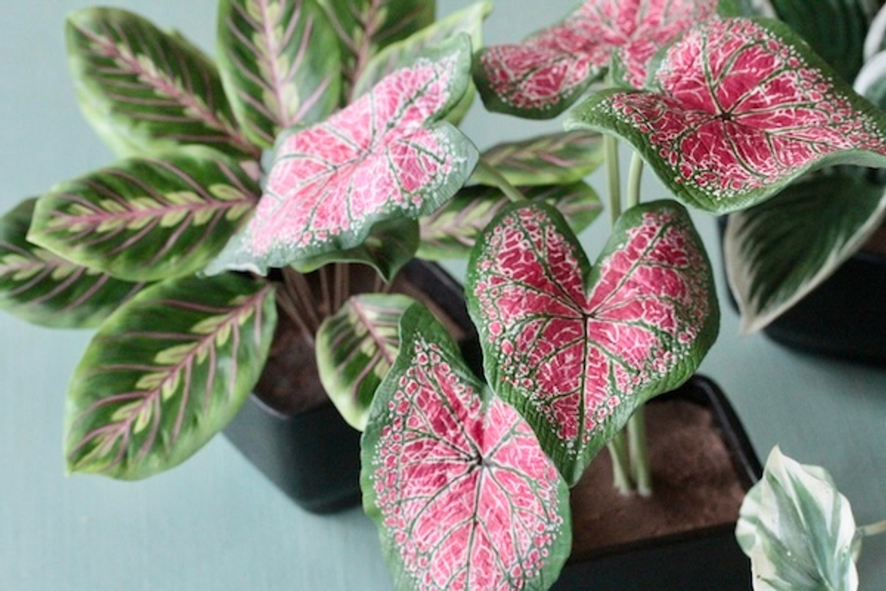 Вайнер лист Каладиума ClayCraft by DECO™