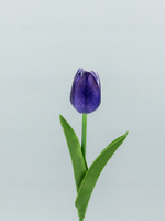 Тюльпан латекс Микс (набор из 14 штук)