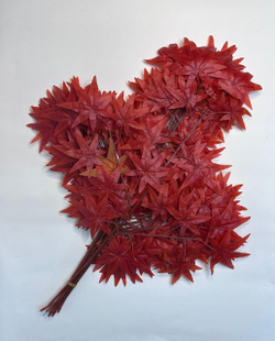 Листья клен