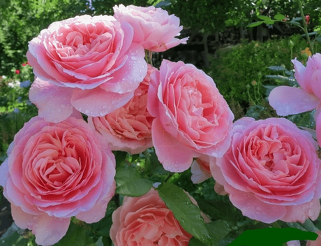 Френсис Блейз (Francis Blaise)