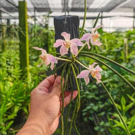 Орхидея PARAPHALAENOPSIS LAYCOCKII