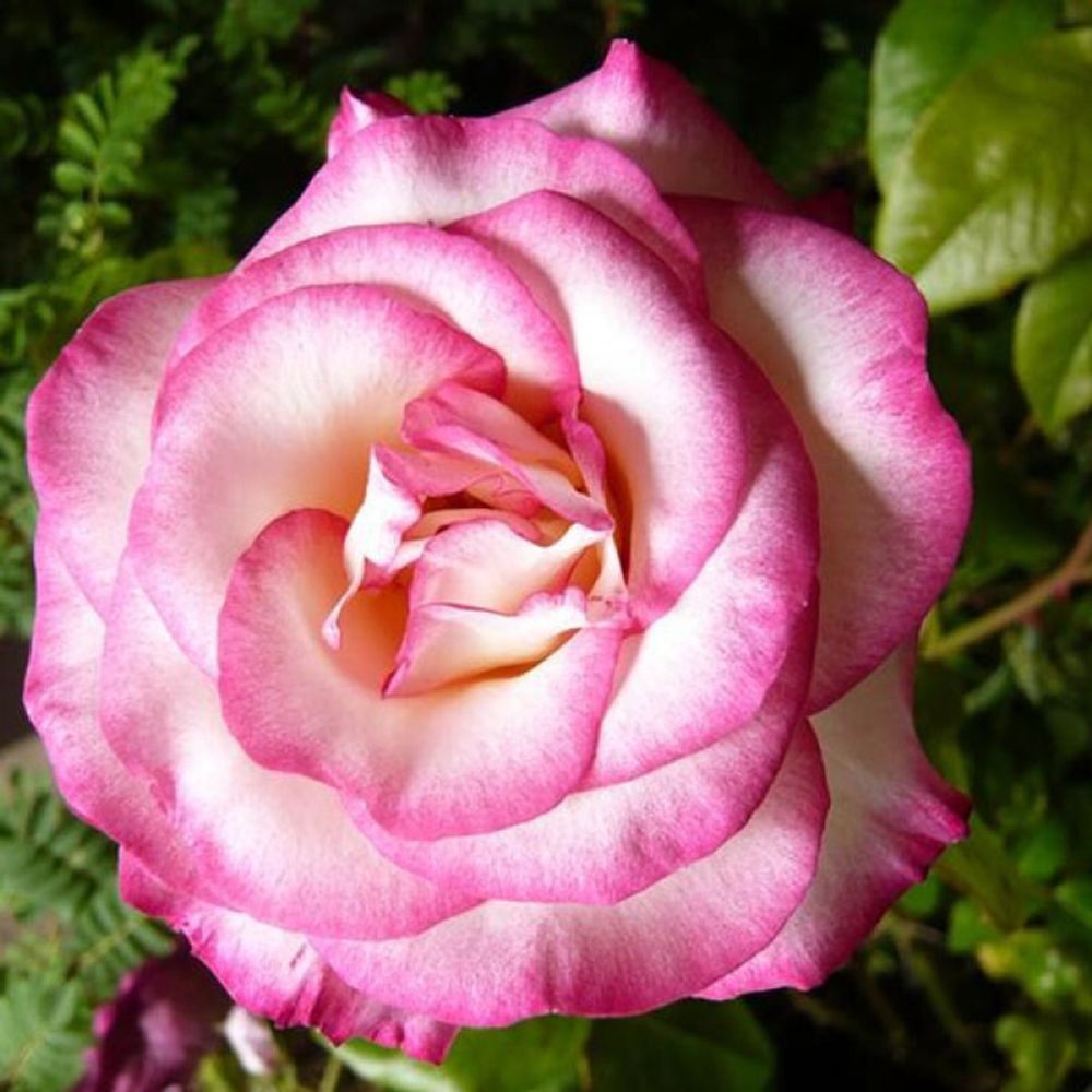 Роза чайно-гибридная Хэндэл