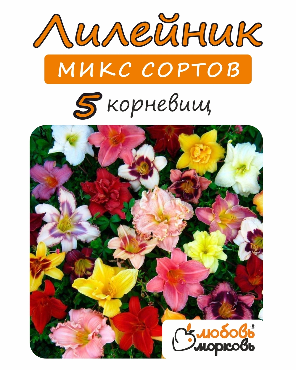 Лилейник Корневище, микс сорта, 5 шт
