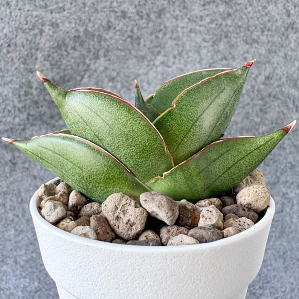 Сансевиерия BILBAO