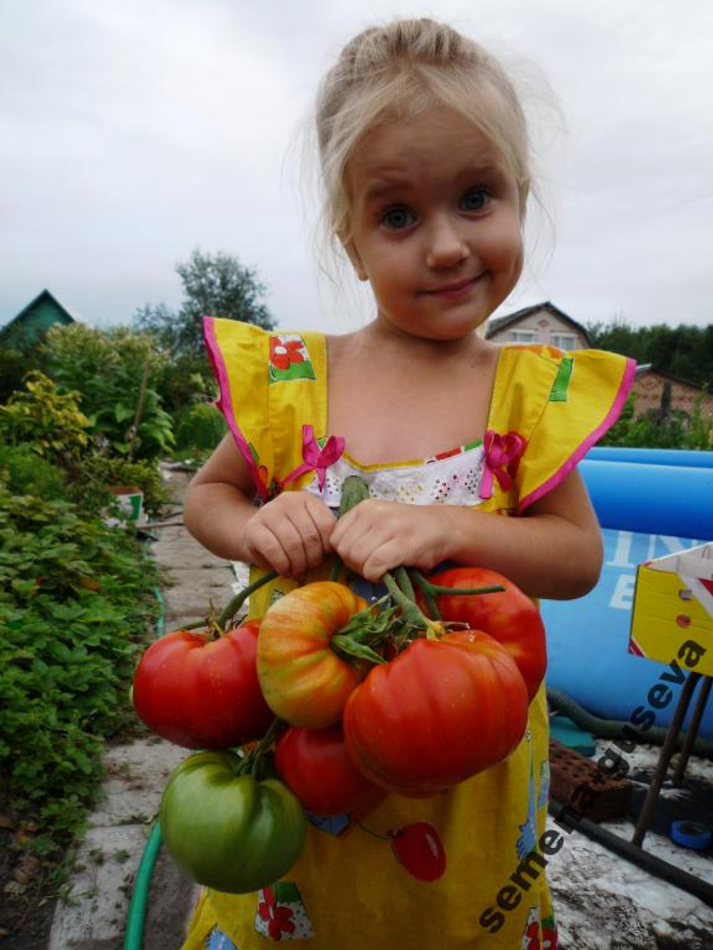 Помидоры Фейерверк