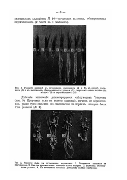 К вопросу о корневых выделениях в связи с почвоутомлением | Д.Н. Прянишников