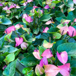 Антуриум Андре PURPLE LOVE