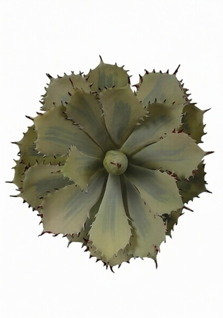 Агава потаторум